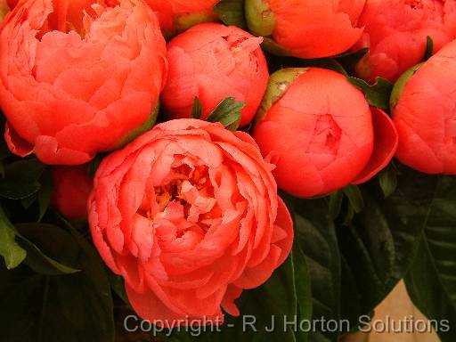 Paeony Red-pink 